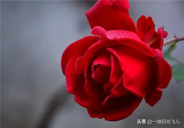 花中皇后