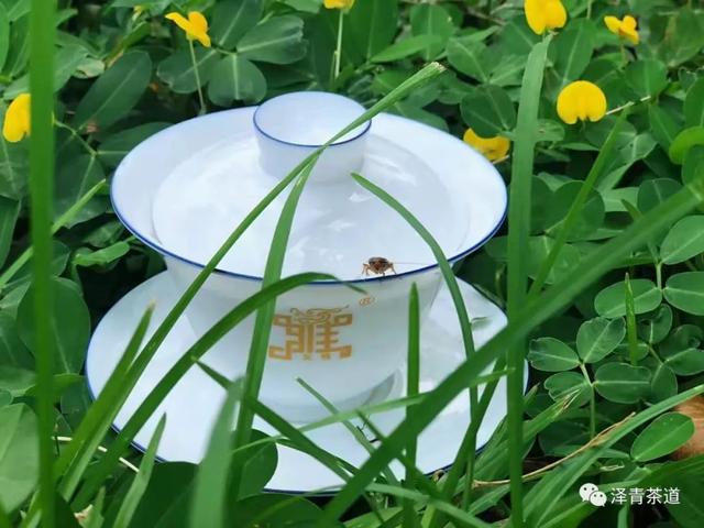 清明时节，如何喝茶养生