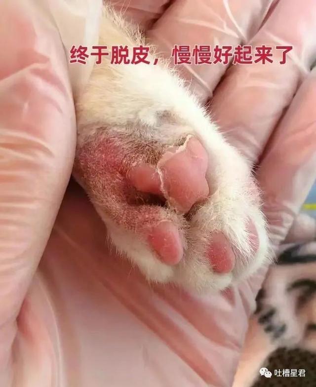 猫老师