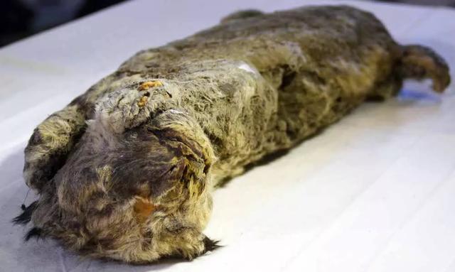 我们真的要警惕了：西伯利亚冻土层融化，发现5种史前生物遗骸