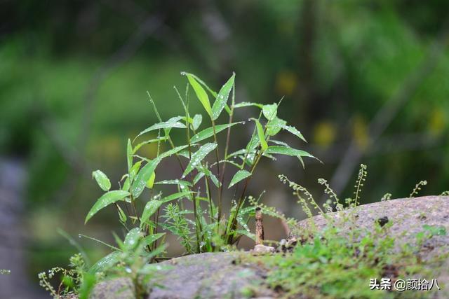 鹅毛竹