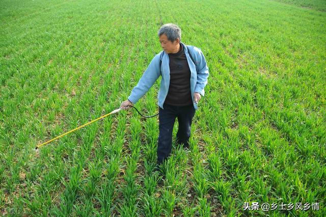 小麦打矮壮素最佳时间，这个一定要掌握好，早了迟了都会造成减产