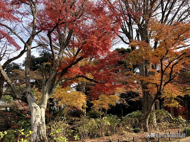 德村志成：落葉殘楓依然美麗，久違北小金本土寺