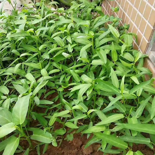 空心菜种植 空心菜种植（空心菜种植技术） 生活