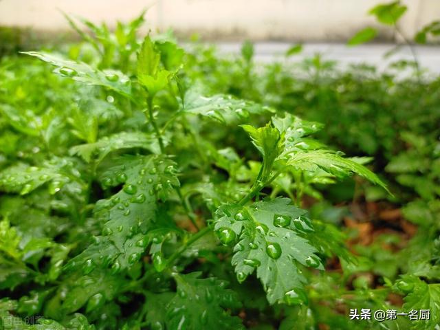 野菜有哪些 野菜有哪些（能吃的野菜有哪些） 生活