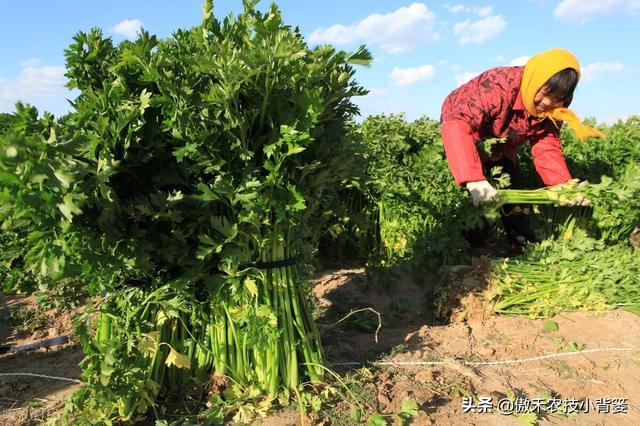 芹菜黑心腐烂倒伏？主要是因为缺乏两种元素或发生两种病害7