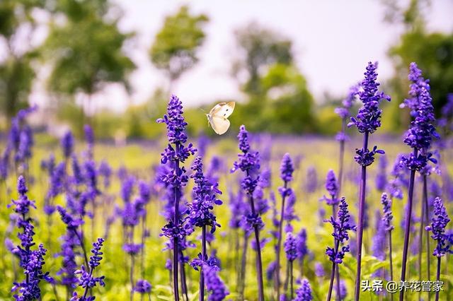 熏衣草花