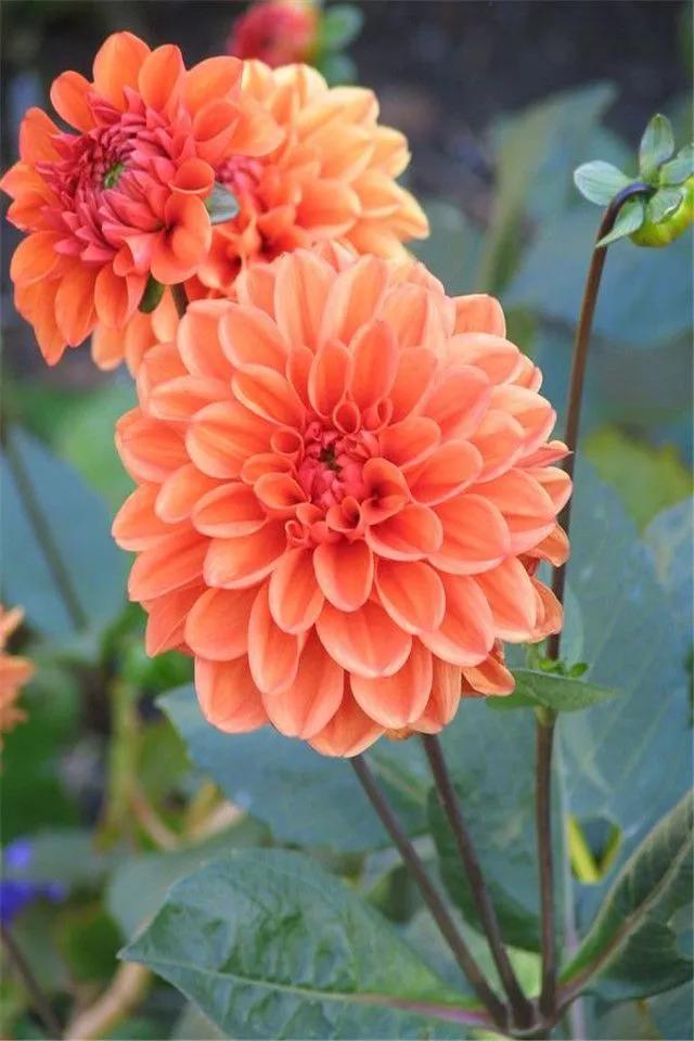 鲜花盛开，五颜六色，姹紫嫣红，一起来欣赏美景吧