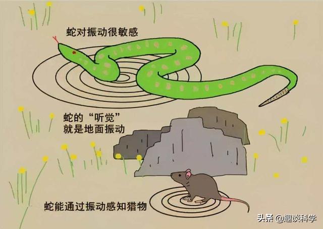 扔石头惹怒眼镜王蛇！七旬老伯被追咬，两招捡回一命，医生：万幸