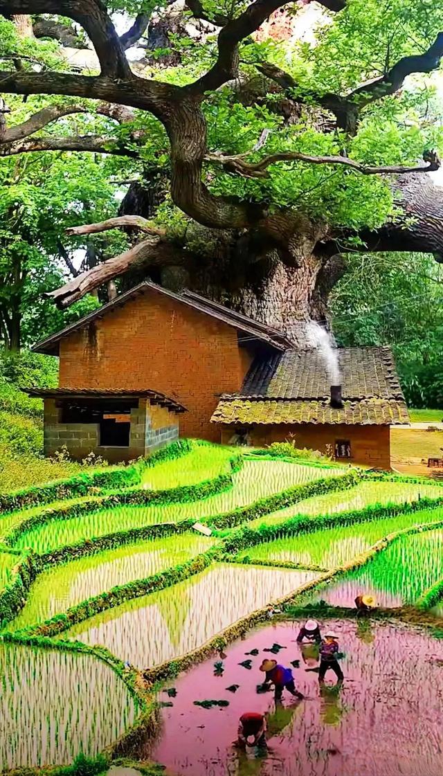 故乡美，惹人醉