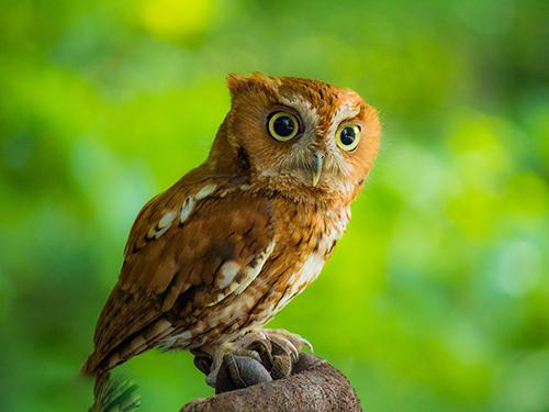 猫头鹰的寓意什么，纹身猫头鹰的寓意