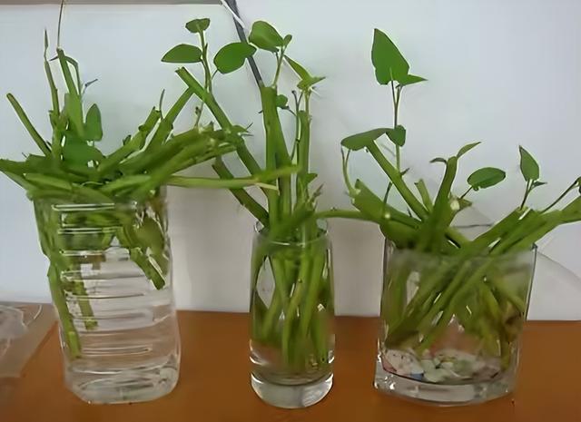 空心菜种植 空心菜种植（空心菜种植技术） 生活