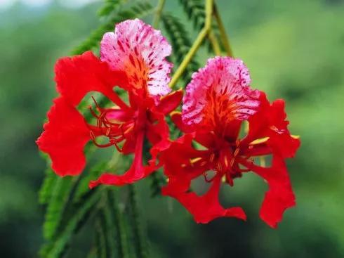 凤凰花花语 凤凰花花语（凤凰花花语与寓意） 生活