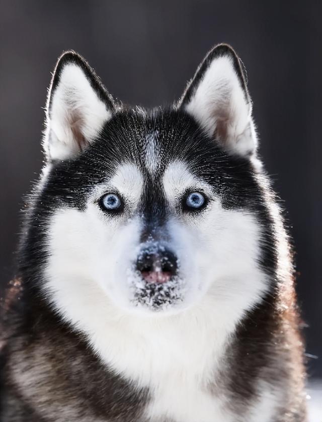 狗狗的犬型怎么分类(狗狗的种类都长什么样)-艾拉养犬