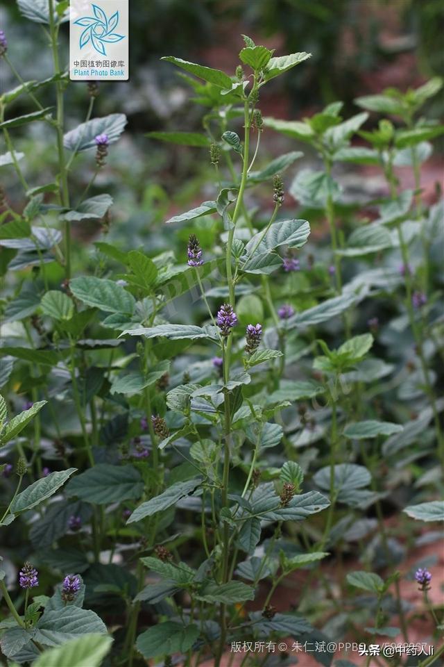 抗癌中草药十七：补骨脂