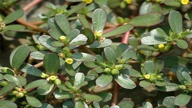 建议中老年人：有钱没钱，4种“长寿菜”适当多吃，早吃早受益