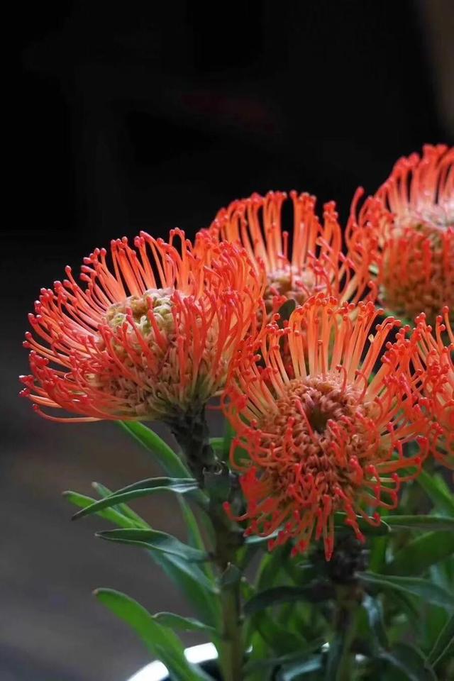 高档花卉绿植品种 世界上20种罕见的稀有名花,有认识的吗?