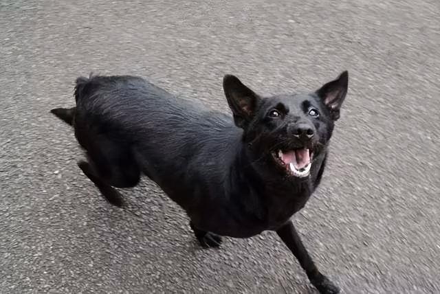 全黑宠物狗什么品种(黑色的小型狗有哪些品种)-艾拉养犬