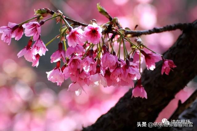 谢晓芳 || 话说清明