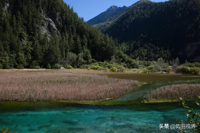 九寨溝之蘆葦海