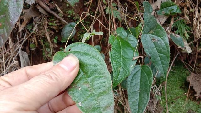 用“三枝九叶草”泡酒，祛风除湿，认识的人当“宝”挖回家