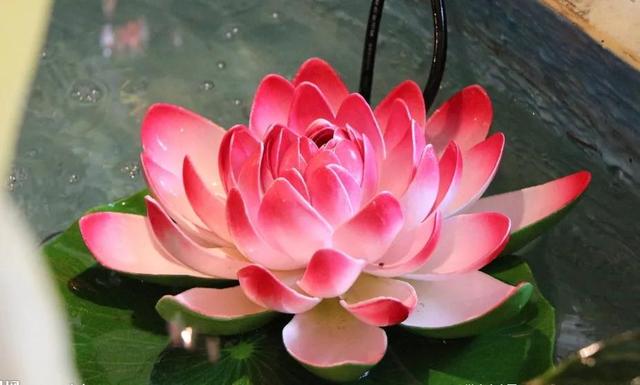 鲜艳夺目的花朵，美了眼，醉了心，忘掉了烦恼