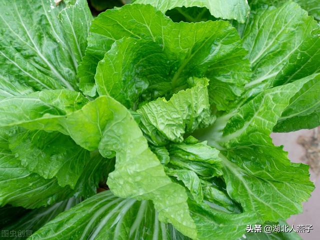 春季万物生发，记住这4种“发物”少吃，多吃6种“凉菜”，收藏