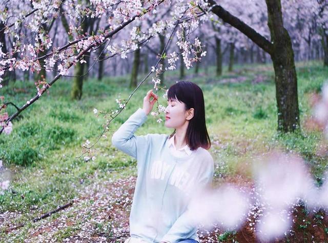 貴州被外媒評爲藍色星球最美櫻花園的景區，不出國門一樣精彩