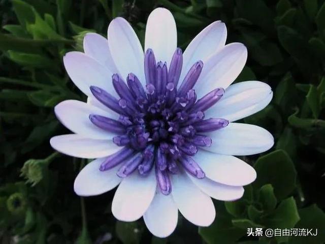 鲜花盛开，姹紫嫣红，争奇斗艳，美不胜收