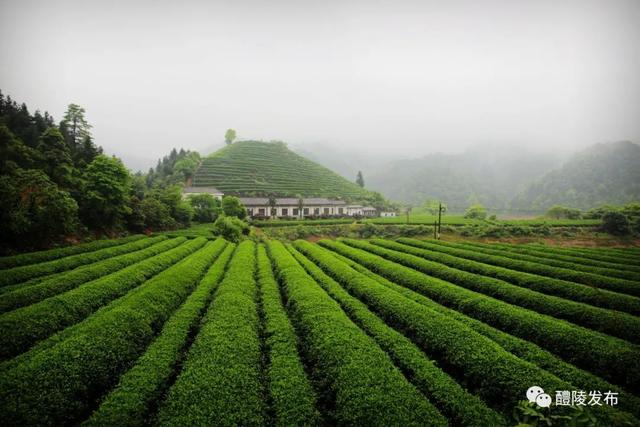 醴陵限定版美图上线，看完很哇塞！
