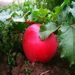 萝卜、白菜和土豆