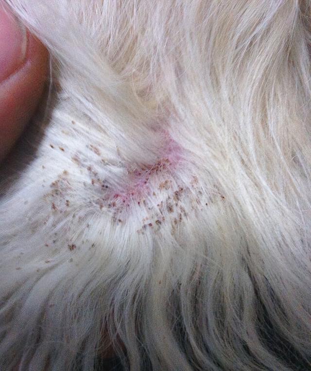 狗狗身上起白皮是怎么回事(狗身上起白皮怎么回事)-艾拉养犬