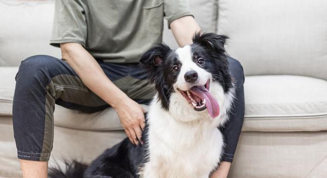 边牧犬