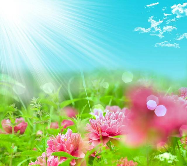 鲜花争艳，美景如画，令人心旷神怡