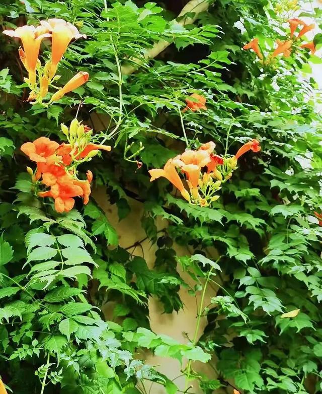 散文诗：凌霄花