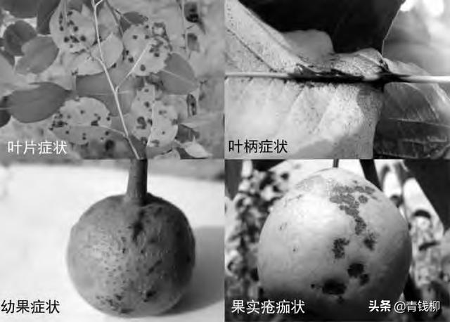 梨黑星病综合防治技术1