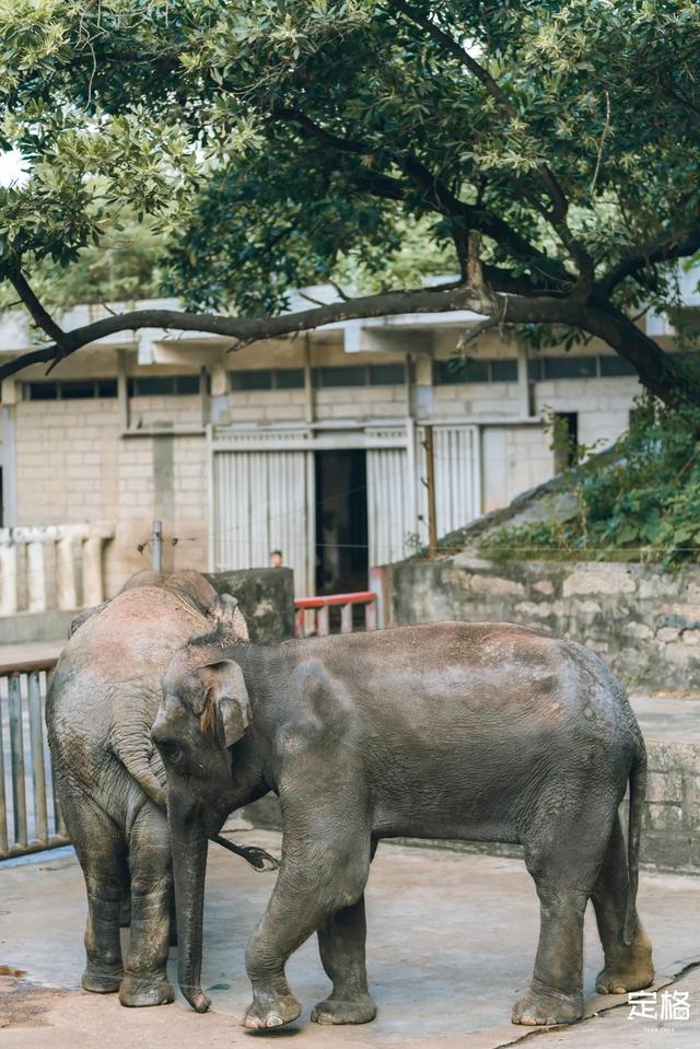 深圳市野生动物园