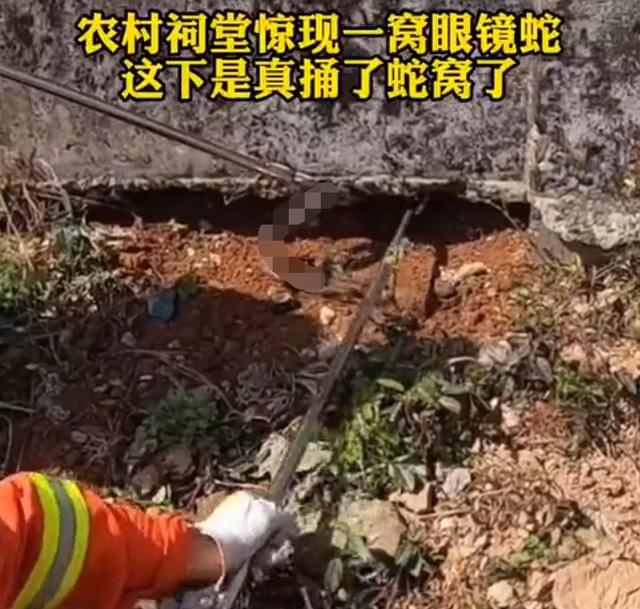3条剧毒眼镜蛇现身江西祠堂，被抓时正在晒太阳，根本不怕雄黄