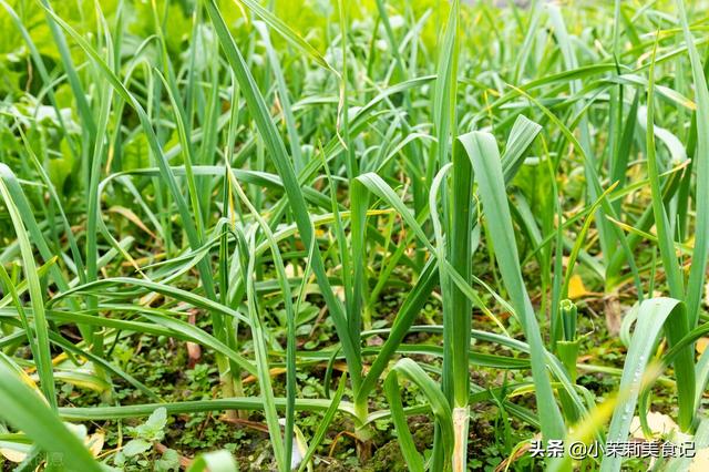 清明时节，养阳“6宝”要多给家人吃，益阳柔肝，应季而食身体棒