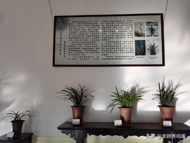 未等冬寒至 梅已報春香——北京中山公園臘梅提前綻放 盡顯芬芳