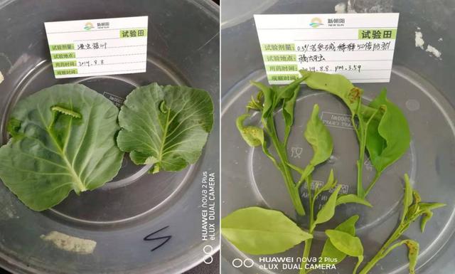 蚜虫、蓟马天然克星——揭秘植物源农药“苦参碱”5