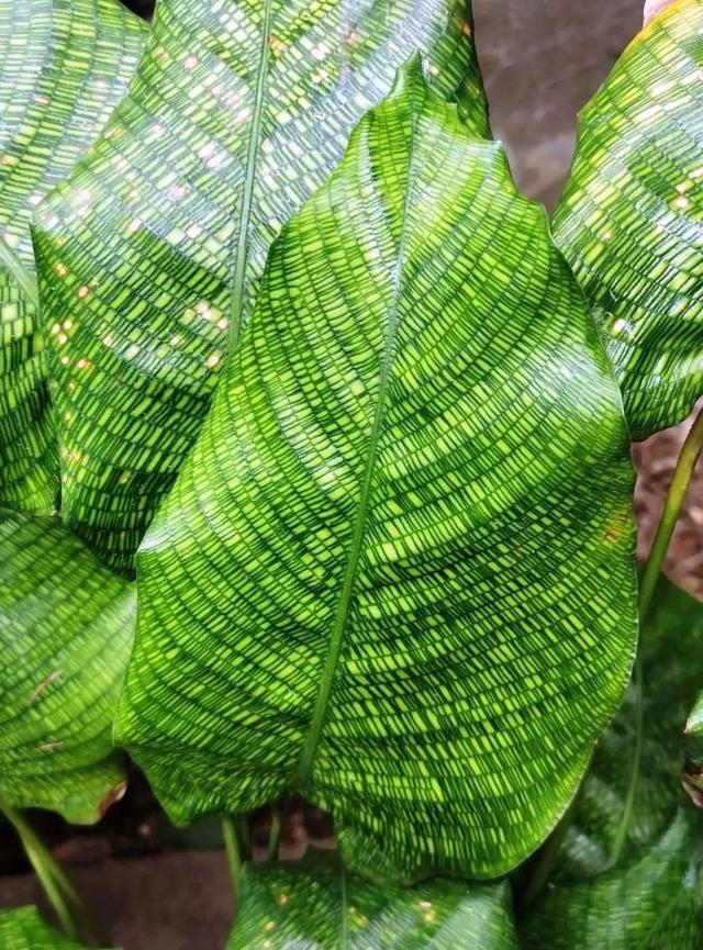 竹芋 竹芋，竹芋图片 生活