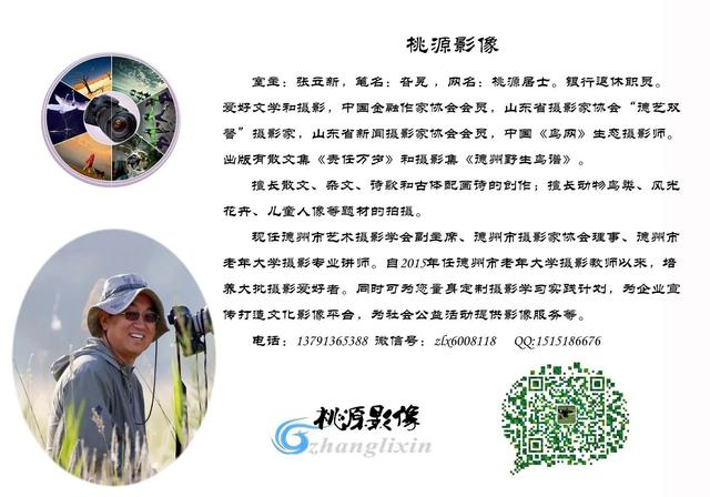 《古槐花飘香》