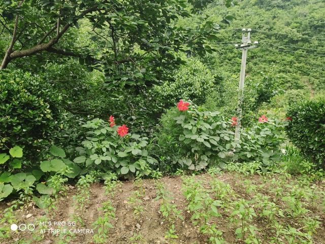 走進秦嶺大山，方悟出生命的源頭恰在山水間