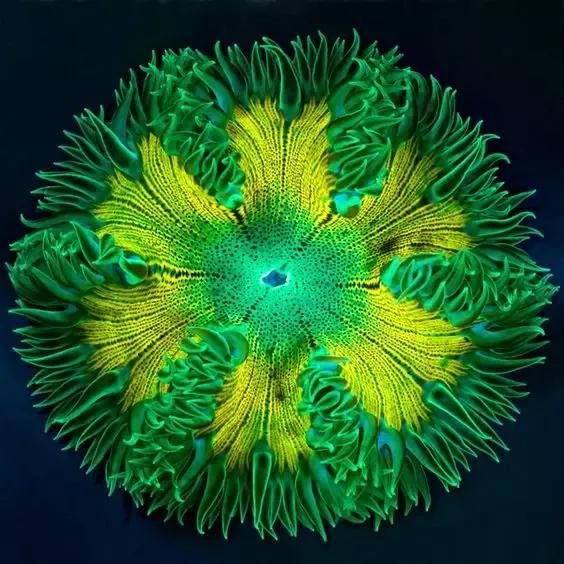 海底生物有哪些