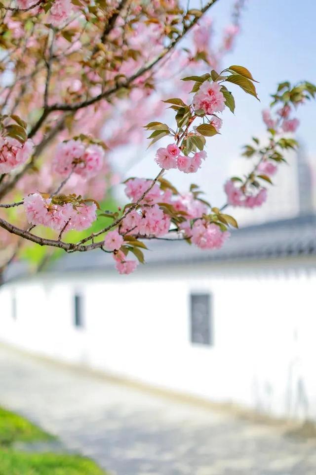 群“樱”荟萃