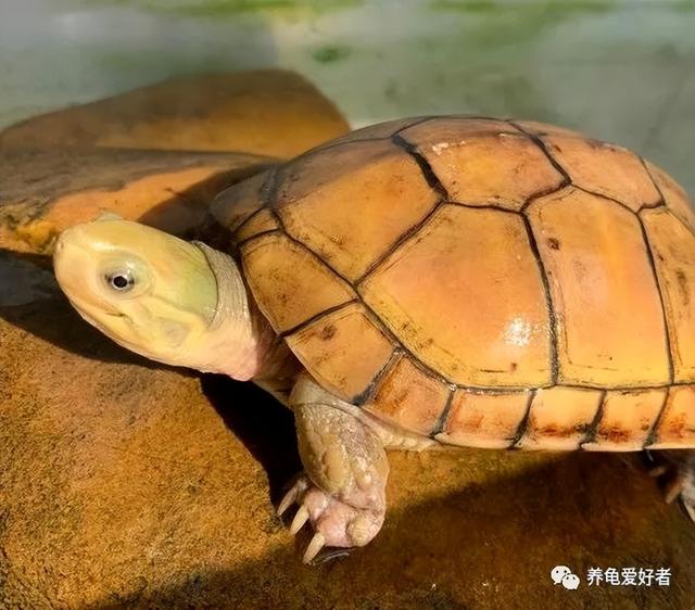 家养龟什么品种好养（家养龟什么品种好招财）