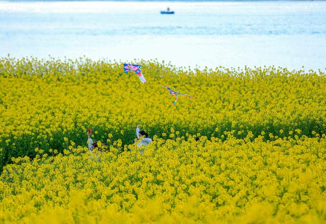 油菜花图片