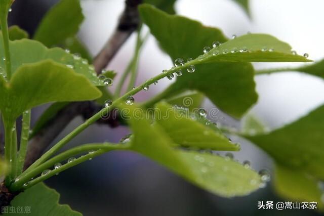 #春日生活打卡季#「原创散文」穿过荼蘼，越过阳光，给心觅处清凉