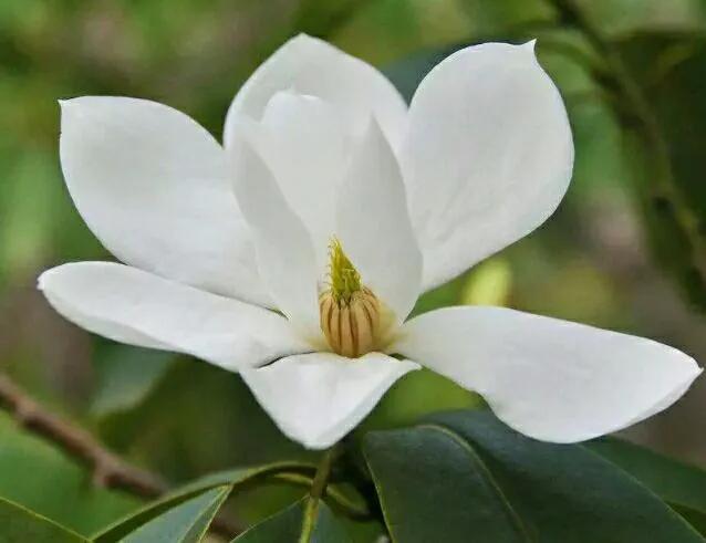 含笑花什么时候开花